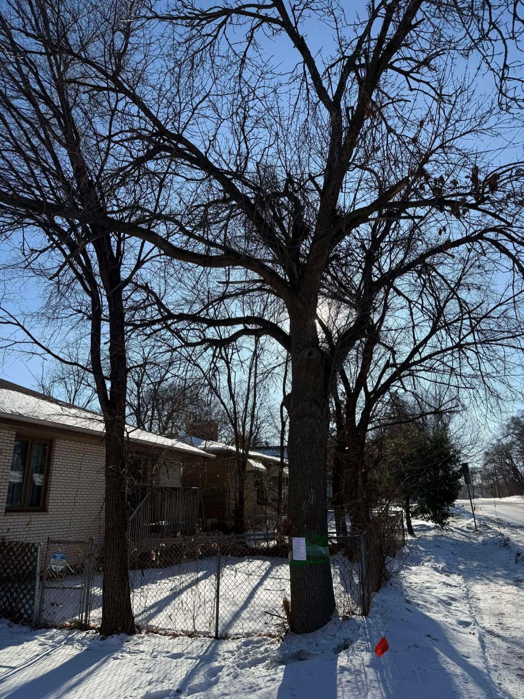 The actual tree from the story, removal notice posted on the trunk